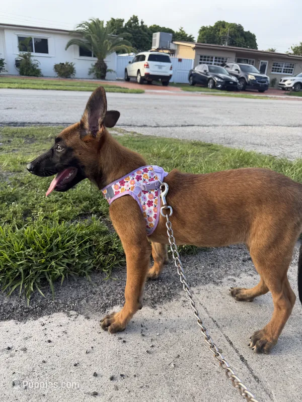 Nala – Belgian Malinois puppy for sale in Hialeah, FL