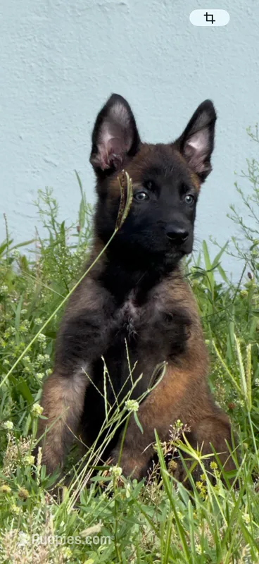 Brown collar  – Belgian Malinois puppy for sale in Hialeah, FL