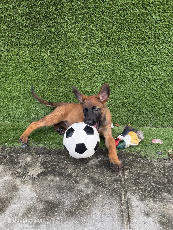Nala – Belgian Malinois puppy for sale in Hialeah, FL