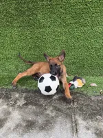 Nala, a female Belgian Malinois for sale in Hialeah, FL – 1 of 4