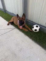 Nala, a female Belgian Malinois for sale in Hialeah, FL – 2 of 6
