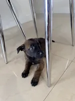 Black collar, a male Belgian Malinois for sale in Hialeah, FL – 2 of 3
