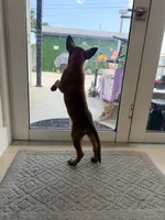 Yellow collar , a female Belgian Malinois for sale in Hialeah, FL – 4 of 4