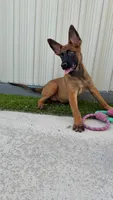 Nala, a female Belgian Malinois for sale in Hialeah, FL – 4 of 4