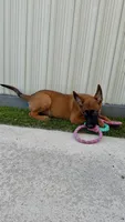 Nala, a female Belgian Malinois for sale in Hialeah, FL – 3 of 4