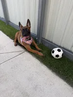 Nala, a female Belgian Malinois for sale in Hialeah, FL – 5 of 6