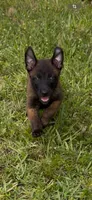 Brown collar , a male Belgian Malinois for sale in Hialeah, FL – 3 of 3