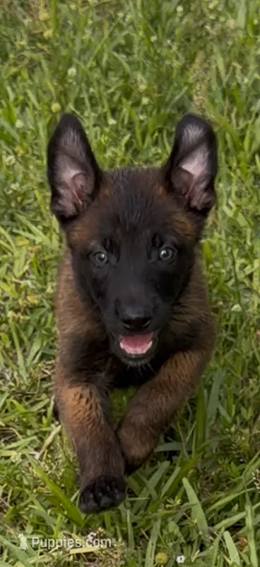 Boy – Belgian Malinois puppy for sale in Hialeah, FL