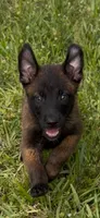 Boy, a male Belgian Malinois for sale in Hialeah, FL – 1 of 1