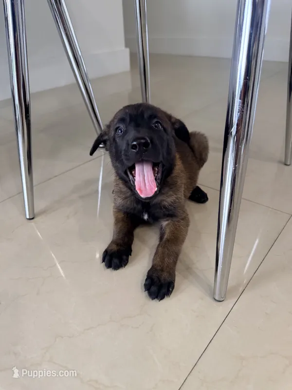 Black collar – Belgian Malinois puppy for sale in Hialeah, FL