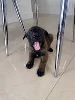 Black collar, a male Belgian Malinois for sale in Hialeah, FL – 1 of 3