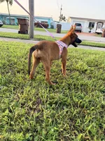 Nala, a female Belgian Malinois for sale in Hialeah, FL – 3 of 4