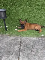 Nala, a female Belgian Malinois for sale in Hialeah, FL – 4 of 5