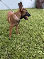 Nala, a female Belgian Malinois for sale in Hialeah, FL – 3 of 3