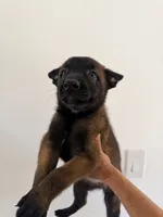 Boy, a male Belgian Malinois for sale in Hialeah, FL – 3 of 3
