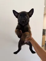 Boy, a male Belgian Malinois for sale in Hialeah, FL – 2 of 3