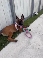 Nala, a female Belgian Malinois for sale in Hialeah, FL – 3 of 4