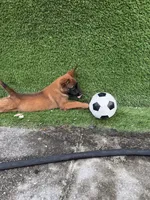 Nala, a female Belgian Malinois for sale in Hialeah, FL – 4 of 4