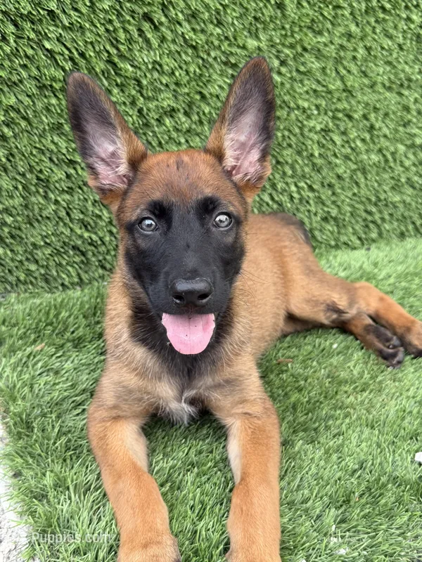 Girl Mali – Belgian Malinois puppy for sale in Hialeah, FL