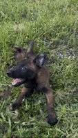Black collar , a male Belgian Malinois for sale in Hialeah, FL – 2 of 3