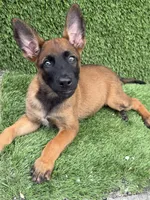 Nala, a female Belgian Malinois for sale in Hialeah, FL – 2 of 5