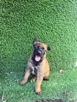 Girl, a female Belgian Malinois for sale in Hialeah, FL – 2 of 3