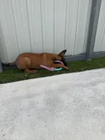 Nala, a female Belgian Malinois for sale in Hialeah, FL – 2 of 3