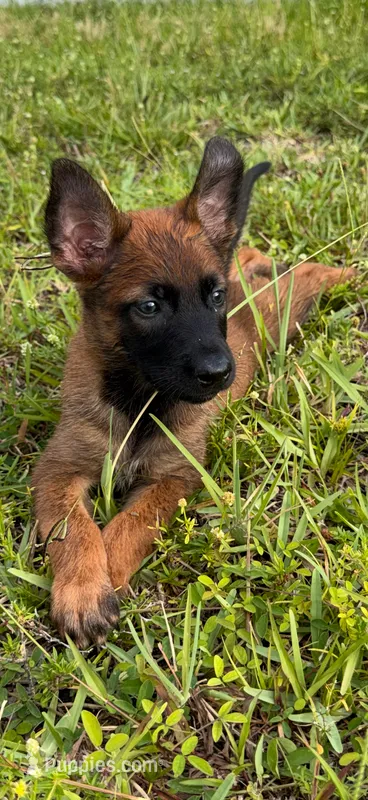 Yellow collar  – Belgian Malinois puppy for sale in Hialeah, FL