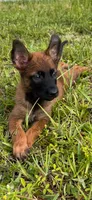 Yellow collar , a female Belgian Malinois for sale in Hialeah, FL – 1 of 3