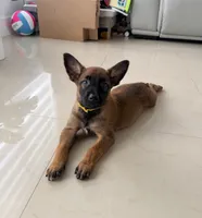 Yellow, a female Belgian Malinois for sale in Hialeah, FL – 1 of 1