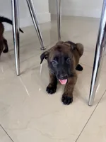 Black collar, a male Belgian Malinois for sale in Hialeah, FL – 3 of 3