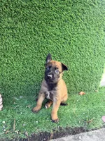 Girl, a female Belgian Malinois for sale in Hialeah, FL – 3 of 3