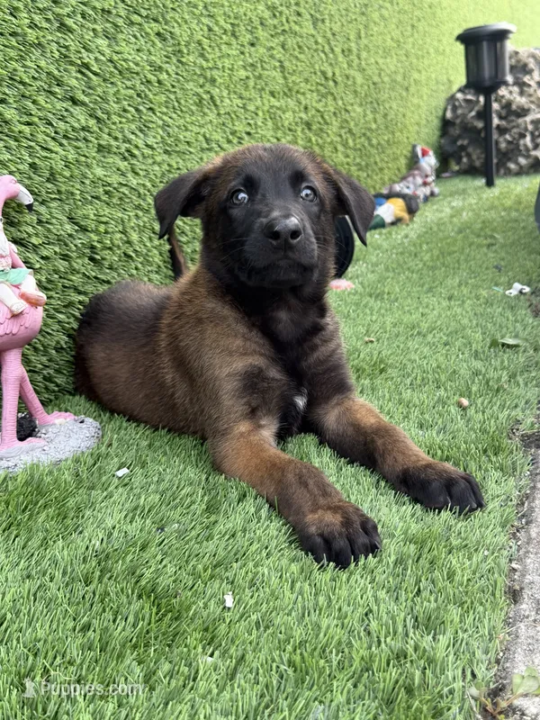 Brown collar  – Belgian Malinois puppy for sale in Hialeah, FL