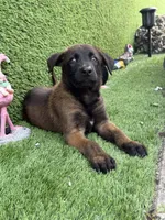 Brown collar , a male Belgian Malinois for sale in Hialeah, FL – 1 of 2