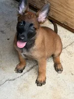 Nala, a female Belgian Malinois for sale in Hialeah, FL – 2 of 2