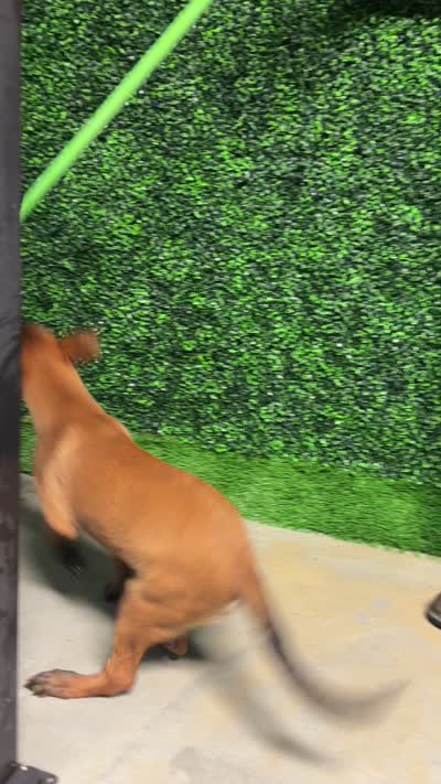Nala, a female Belgian Malinois for sale in Hialeah, FL – 4 of 4