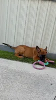 Nala, a female Belgian Malinois for sale in Hialeah, FL – 2 of 4