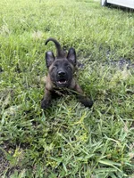 Black collar , a male Belgian Malinois for sale in Hialeah, FL – 3 of 3