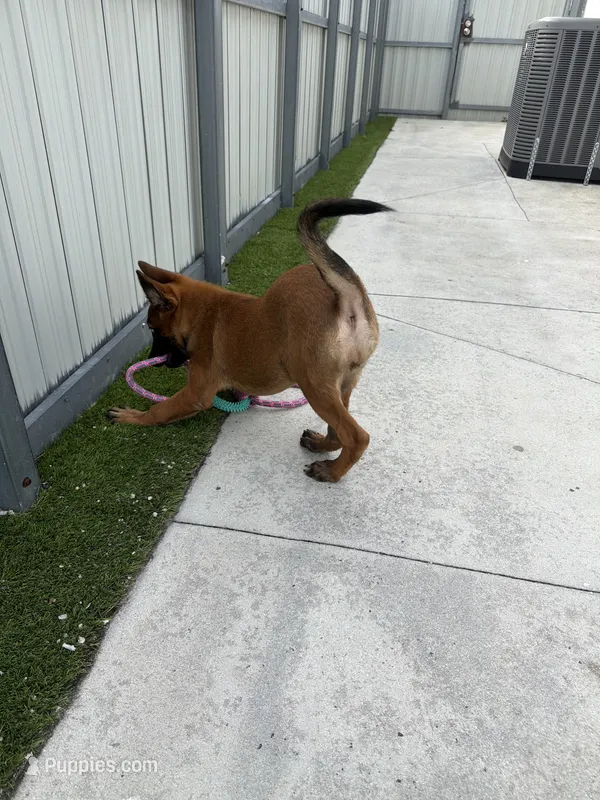 Nala – Belgian Malinois puppy for sale in Hialeah, FL