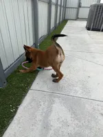 Nala, a female Belgian Malinois for sale in Hialeah, FL – 1 of 3