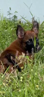 Yellow collar , a female Belgian Malinois for sale in Hialeah, FL – 2 of 3