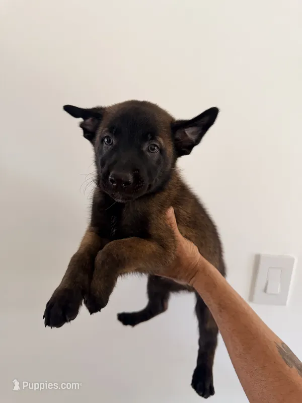 Boy – Belgian Malinois puppy for sale in Hialeah, FL