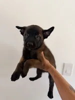Boy, a male Belgian Malinois for sale in Hialeah, FL – 1 of 3