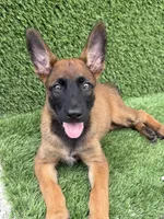 Nala, a female Belgian Malinois for sale in Hialeah, FL – 5 of 5