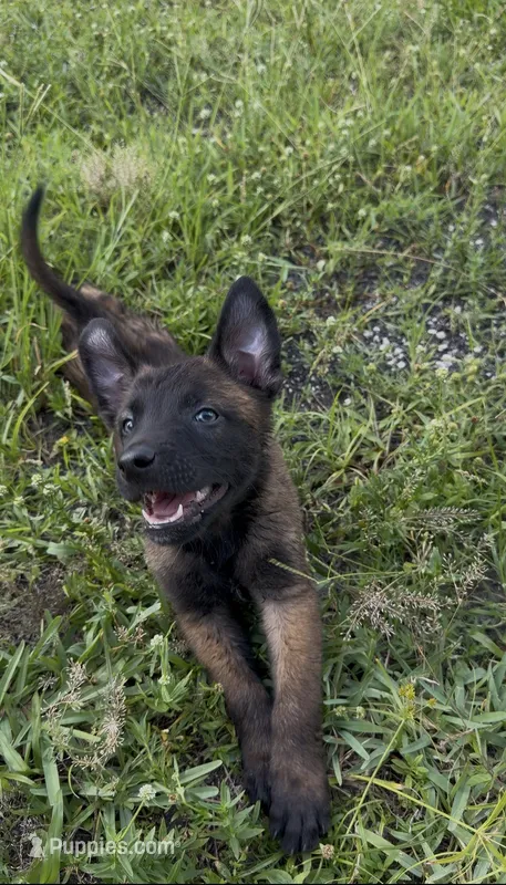Black collar  – Belgian Malinois puppy for sale in Hialeah, FL