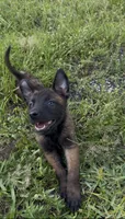 Black collar , a male Belgian Malinois for sale in Hialeah, FL – 1 of 3