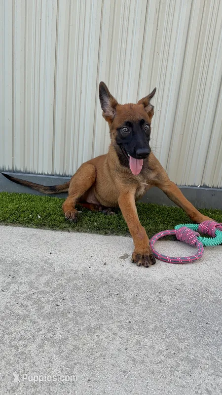 Nala – Belgian Malinois puppy for sale in Hialeah, FL