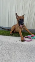 Nala, a female Belgian Malinois for sale in Hialeah, FL – 1 of 4