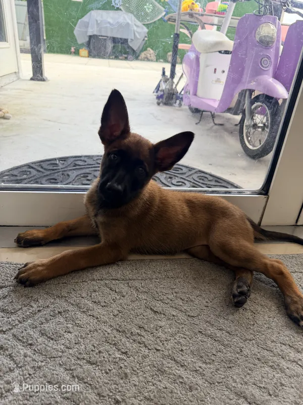 Yellow collar  – Belgian Malinois puppy for sale in Hialeah, FL