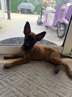 Yellow collar , a female Belgian Malinois for sale in Hialeah, FL – 1 of 4